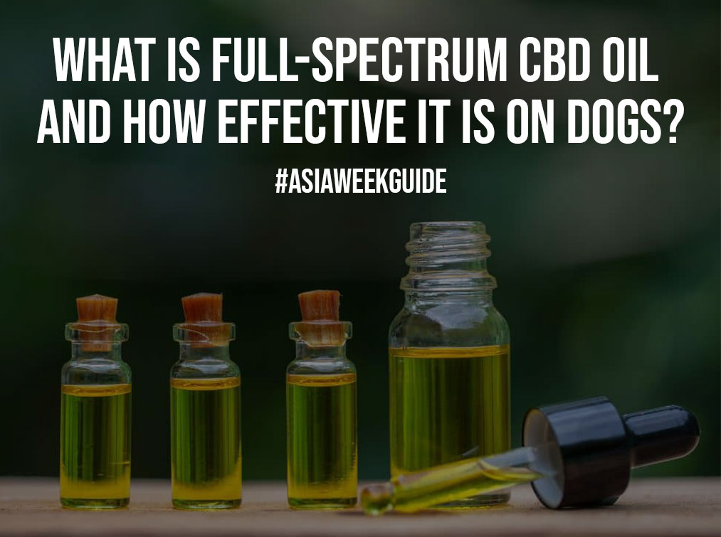 What Is Full-Spectrum CBD Oil and How Effective It Is on Dogs?