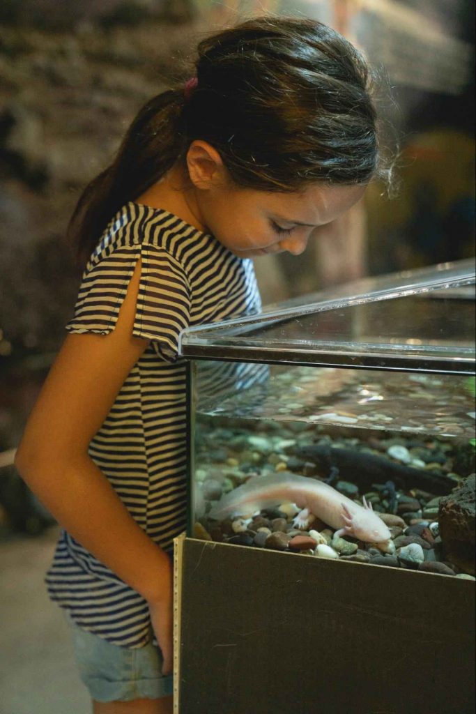 Everything You Need To Know About Quality Home Aquariums